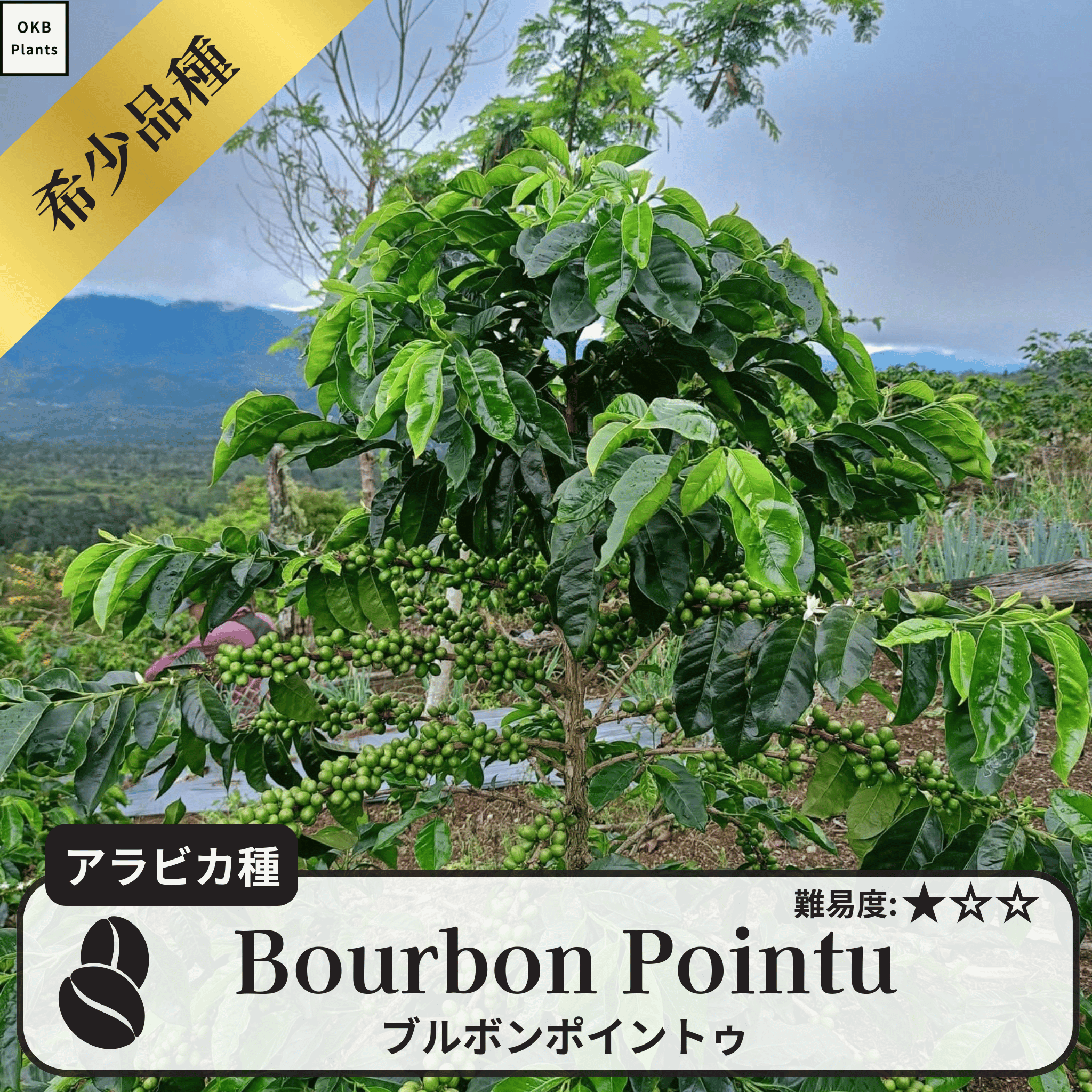 ブルボンポイントゥ、ローリナ(Bourbon Pointu/Laurina)の木
