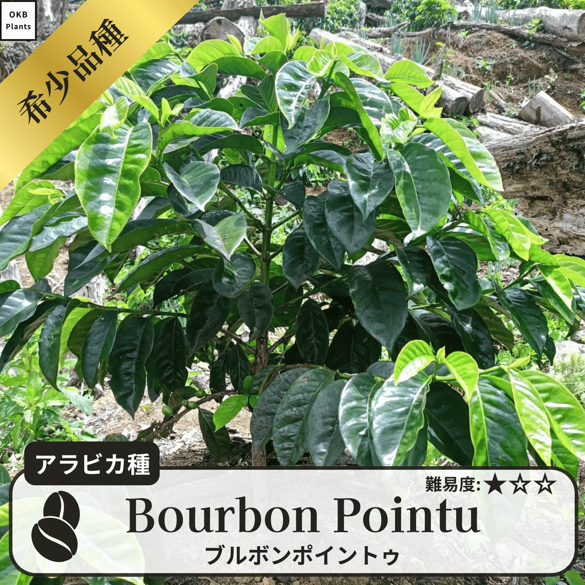ブルボンポイントゥ、ローリナ(Bourbon Pointu/Laurina)の木
