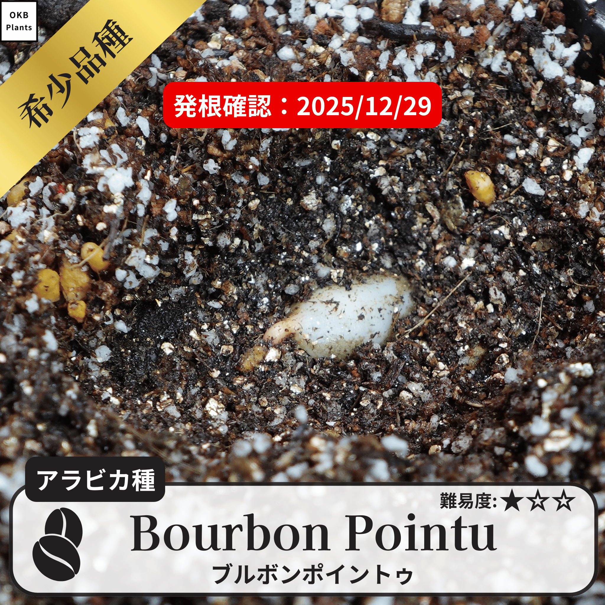 ブルボンポイントゥ、ローリナ(Bourbon Pointu/Laurina)の発根確認