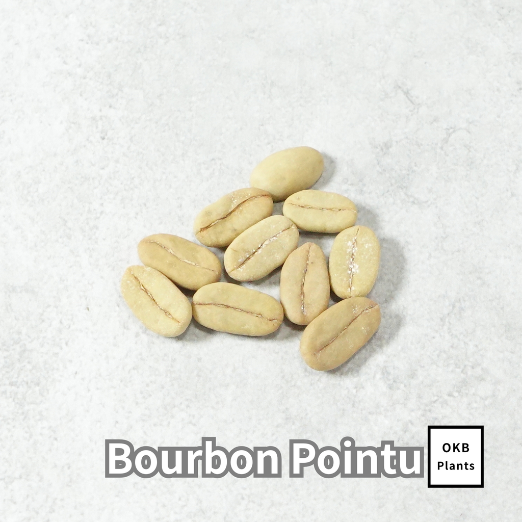 ブルボンポイントゥ品種 コーヒーの木の種子 10粒