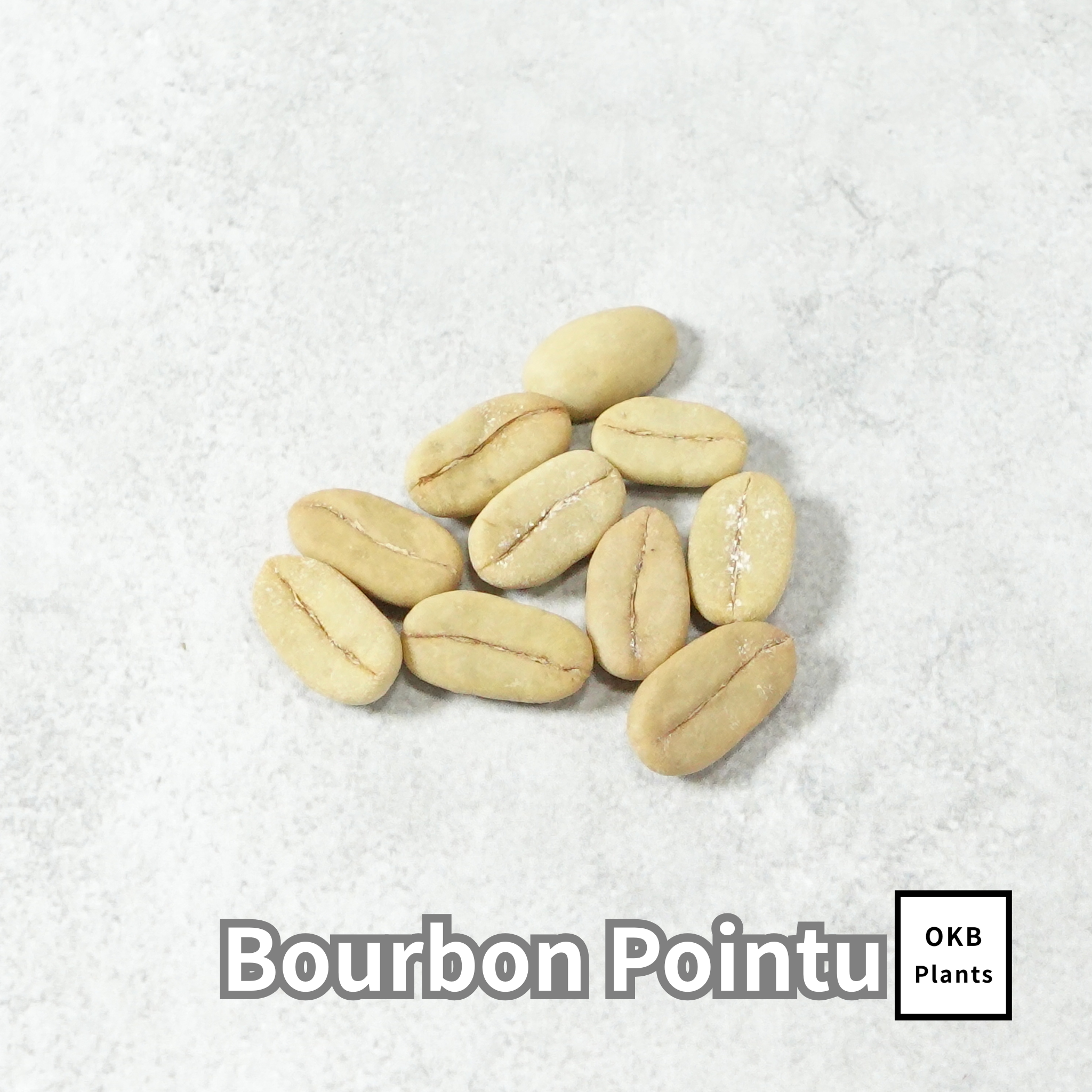 ブルボンポイントゥ品種 コーヒーの木の種子 10粒