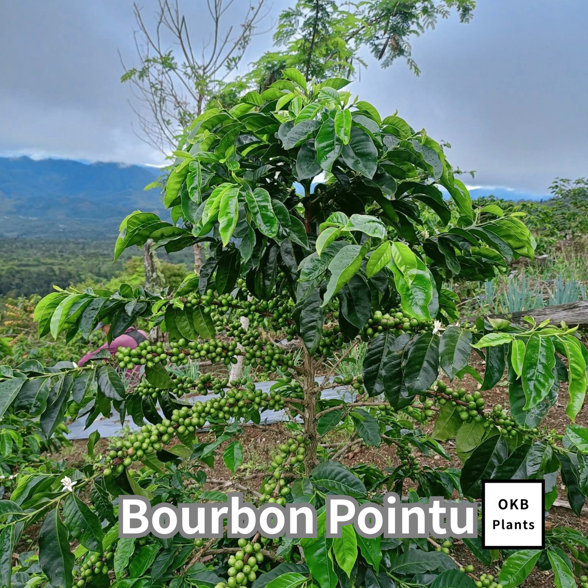ブルボンポイントゥ品種 コーヒーの木の種子 10粒