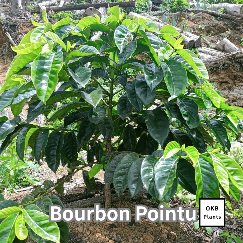 ブルボンポイントゥ品種 コーヒーの木の種子 10粒