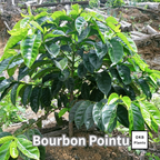 ブルボンポイントゥ品種 コーヒーの木の種子 10粒