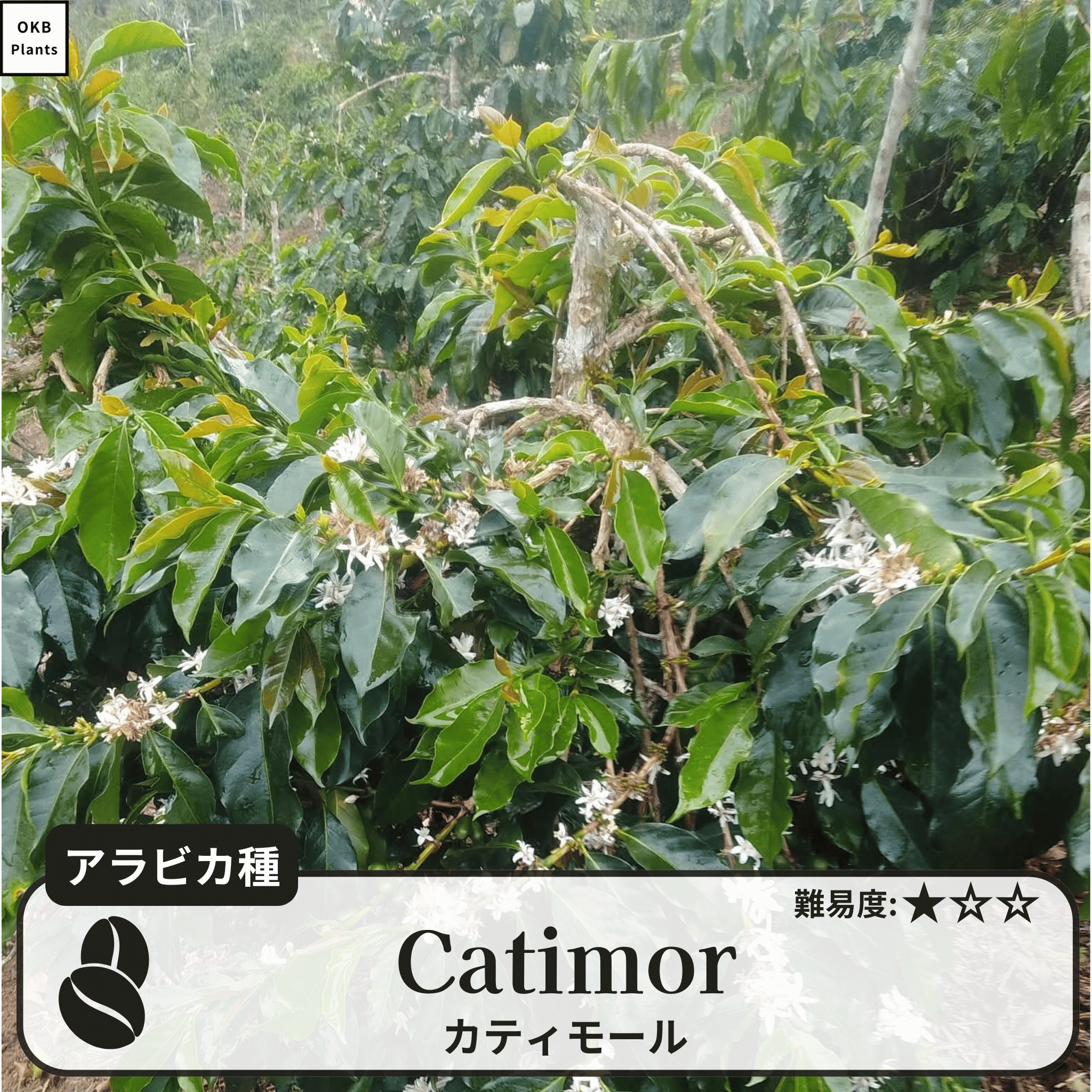 カティモール(Catimor)の木
