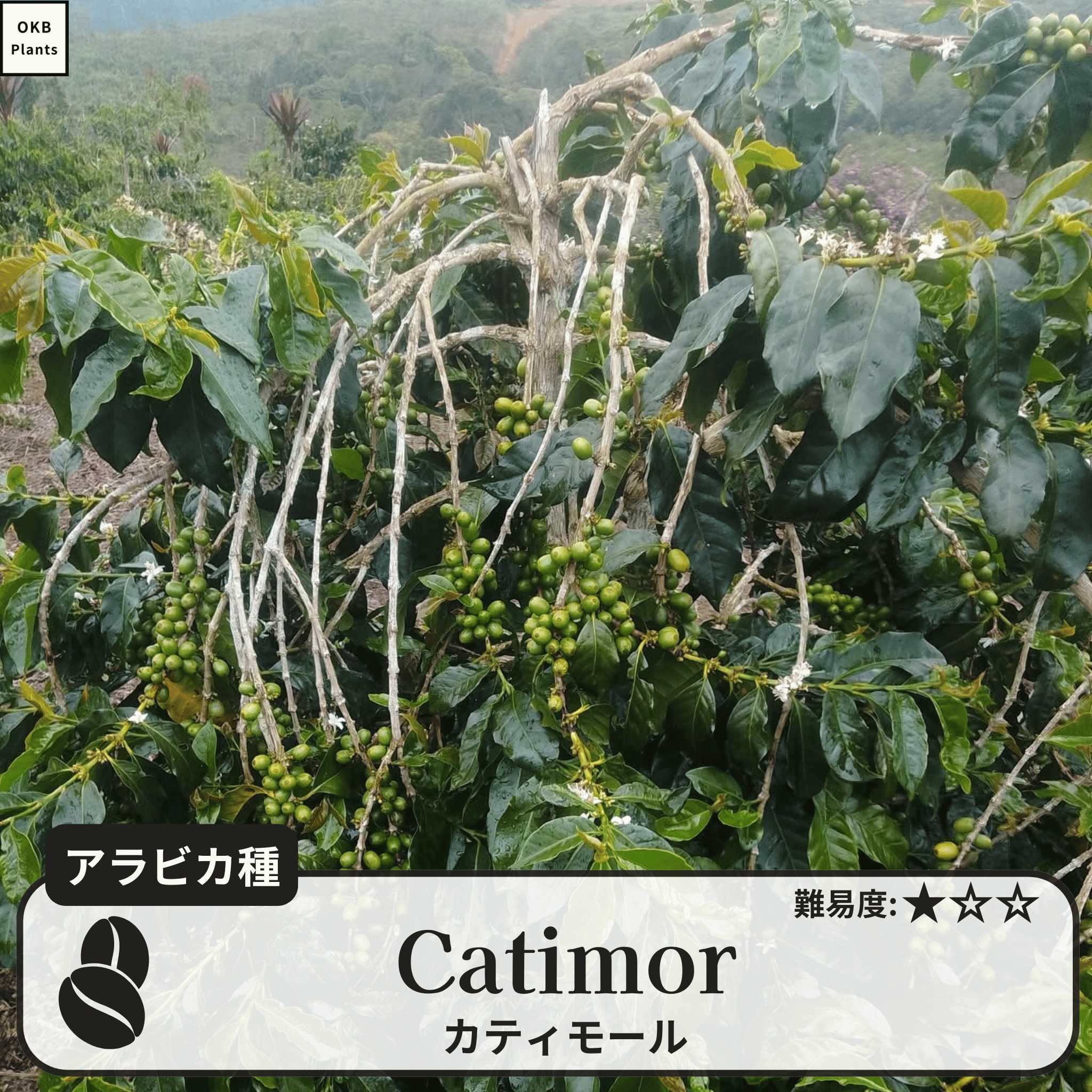 カティモール(Catimor)の木