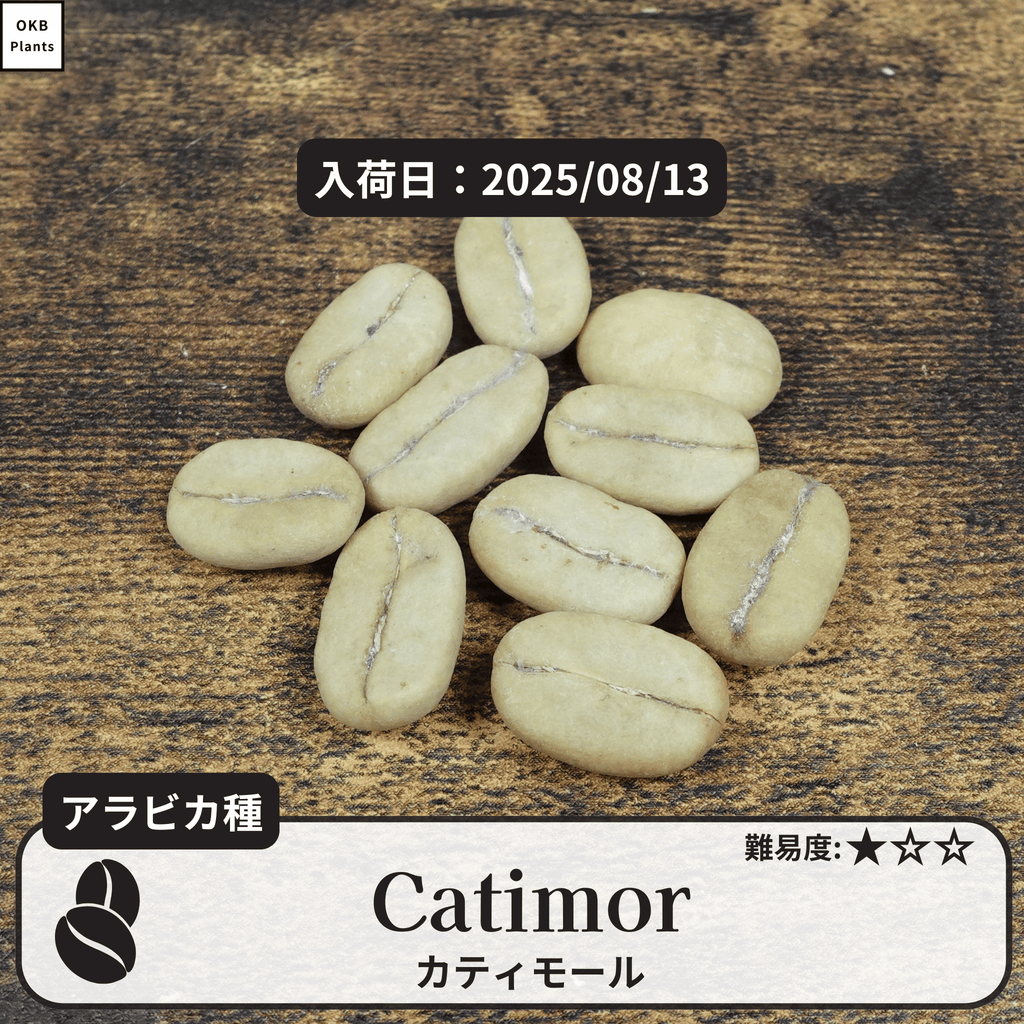 カティモール(Catimor)の種子