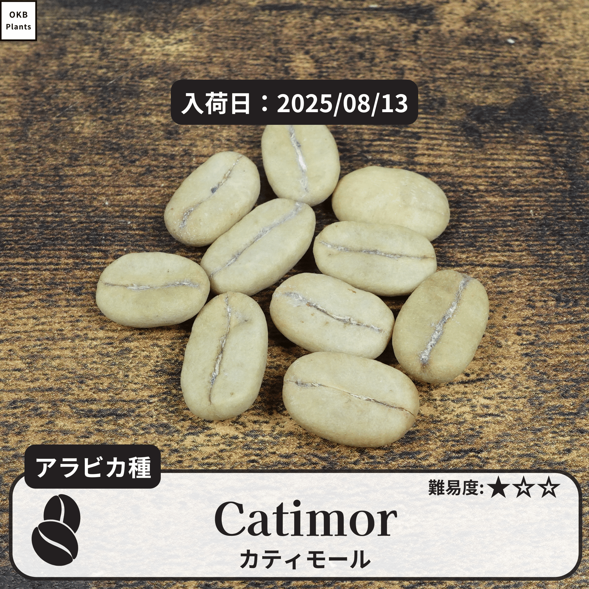 カティモール(Catimor)の種子
