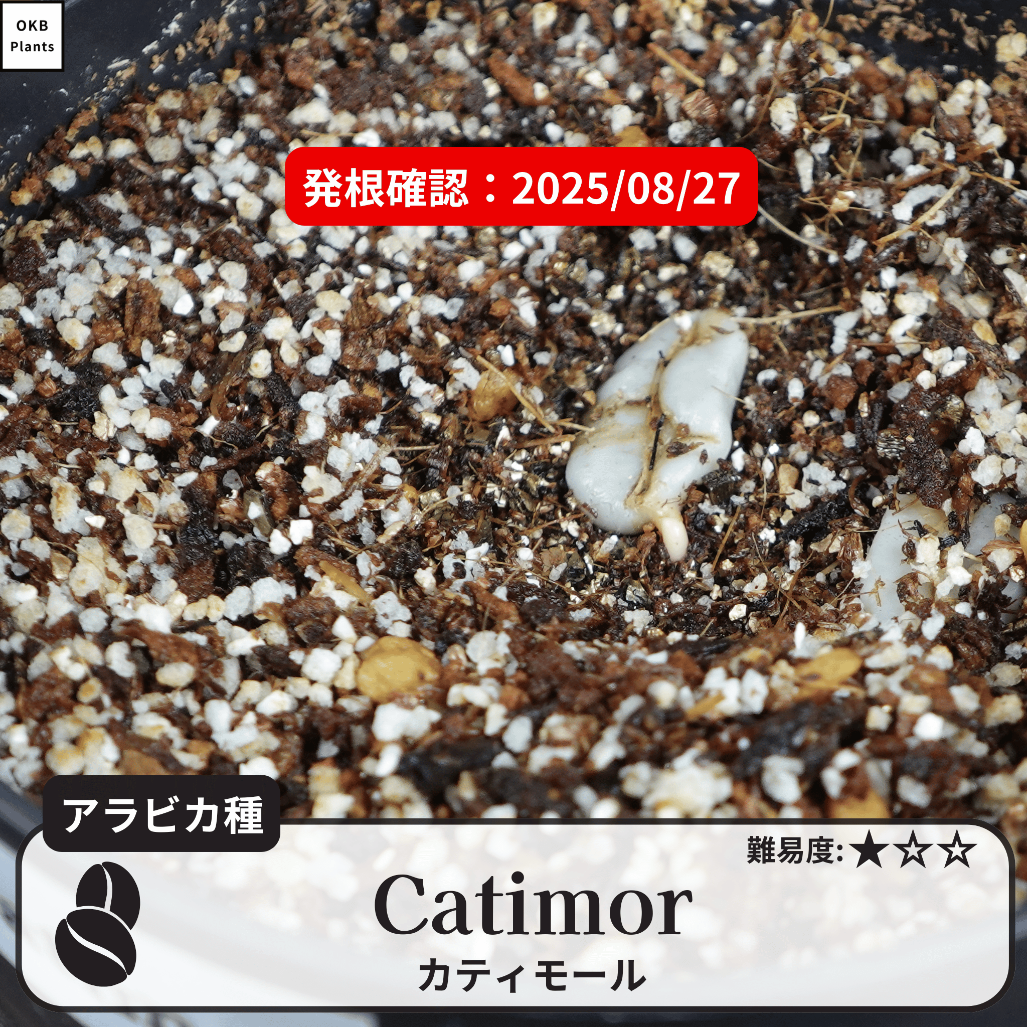 カティモール(Catimor)の発根確認