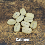 コーヒーの木の種子 カティモール品種 10粒