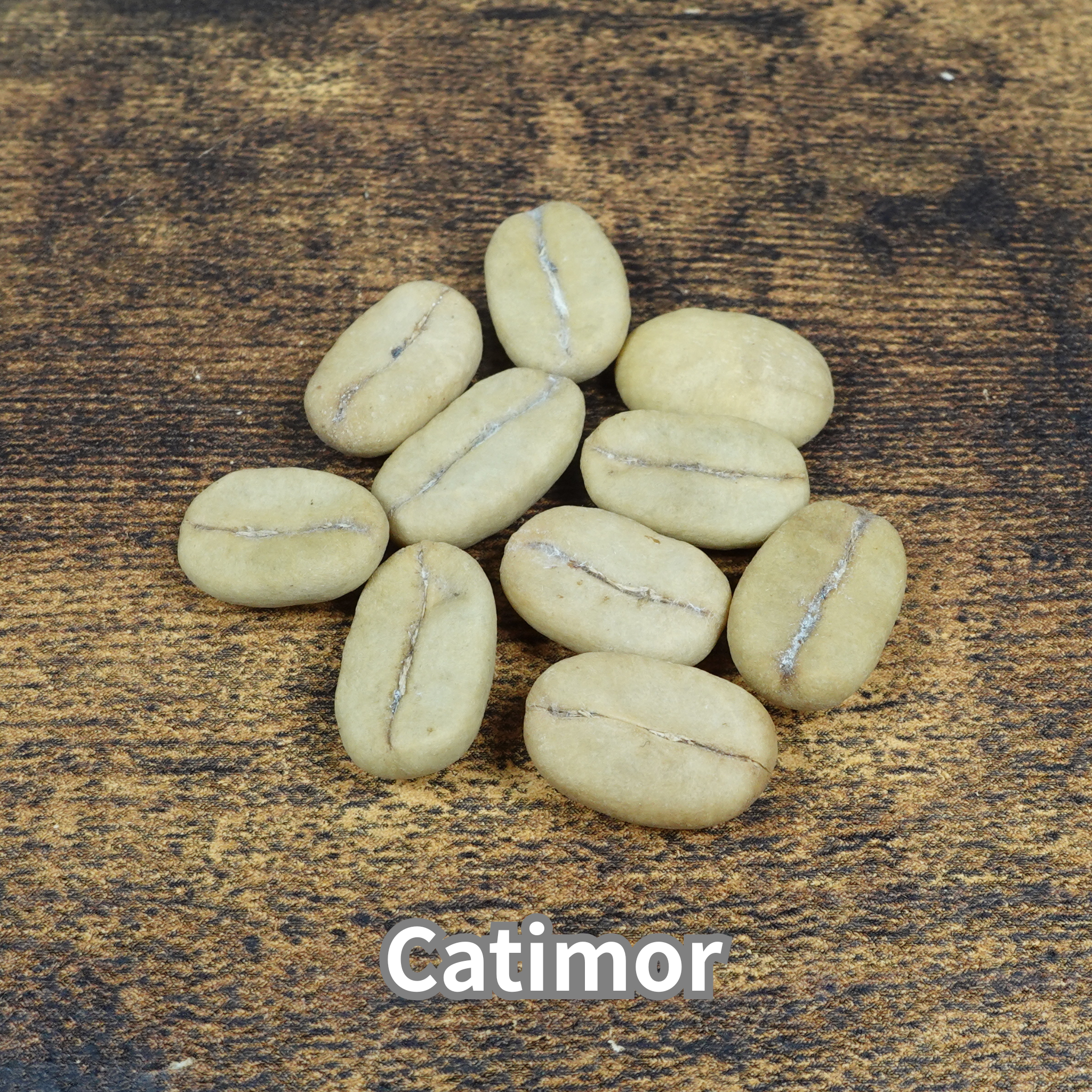 コーヒーの木の種子 カティモール品種 10粒