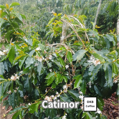 カティモール品種 コーヒーの木の種子 10粒