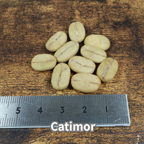 コーヒーの木の種子 カティモール品種 10粒