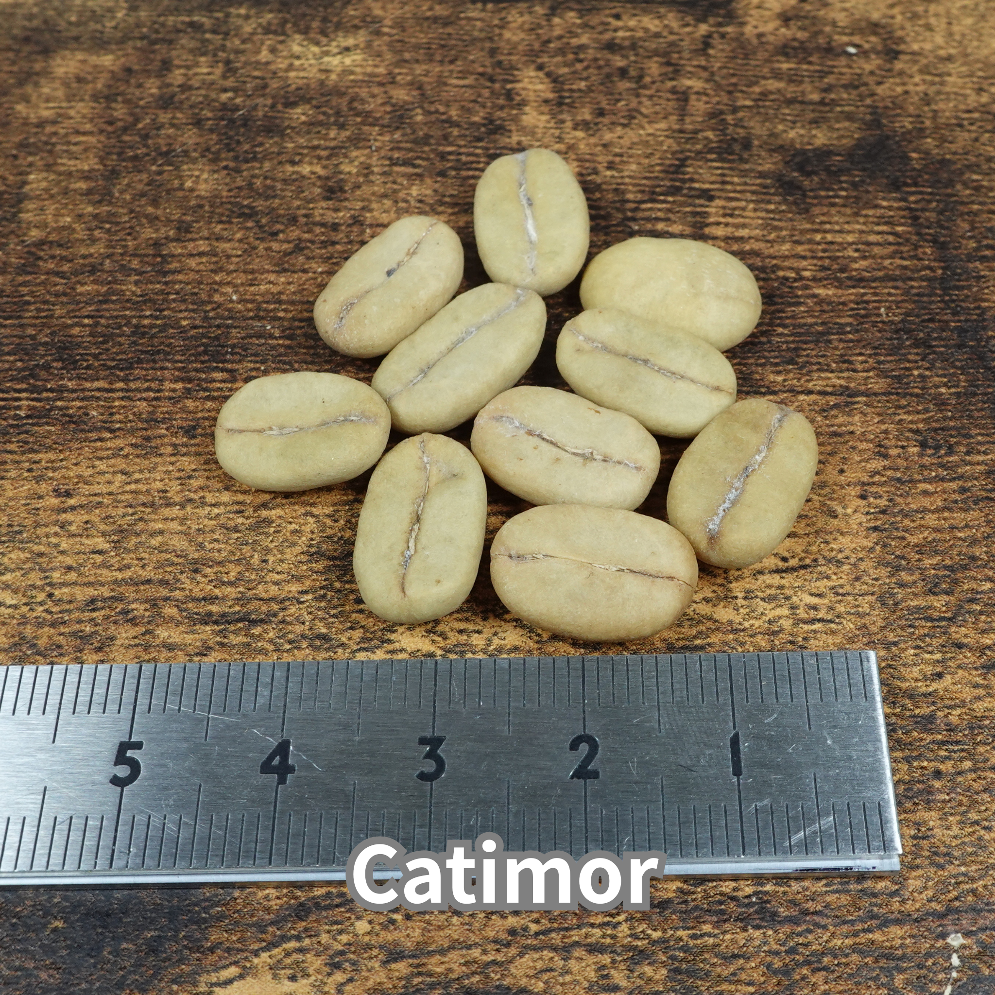 コーヒーの木の種子 カティモール品種 10粒