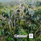 コーヒーの木の種子 カティモール品種 10粒