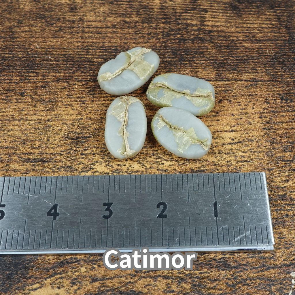 コーヒーの木の種子 カティモール品種 10粒