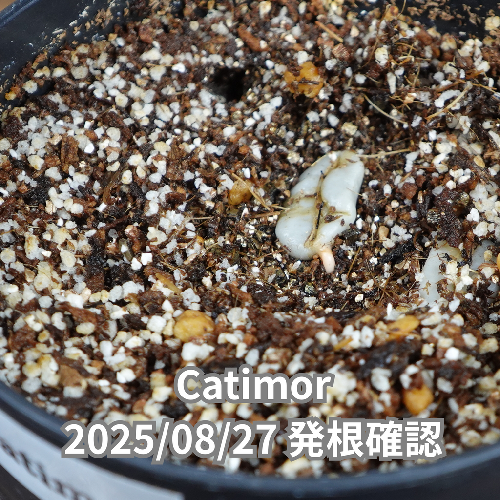 コーヒーの木の種子 カティモール品種 10粒