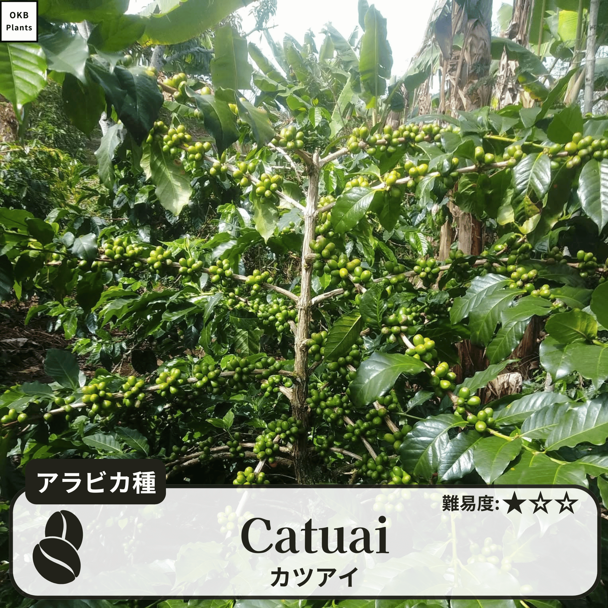カツアイ(catuai)の木