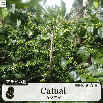 カツアイ品種 コーヒーの木の種子 10粒