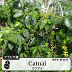 カツアイ(catuai)の木