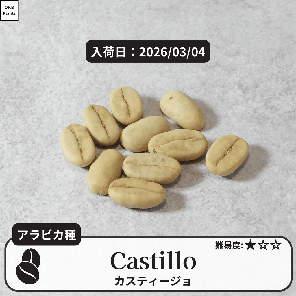 カツアイ(catuai)の種子