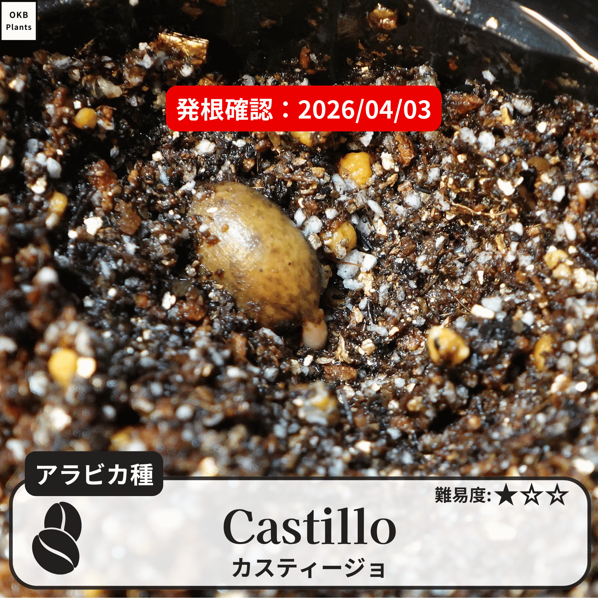 カツアイ(catuai)の発根確認