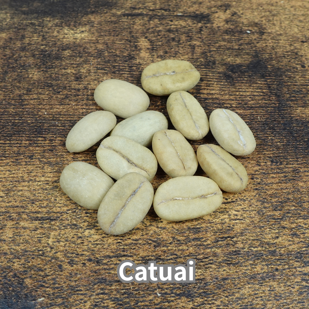 コーヒーの木の種子 カツアイ品種 10粒