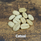 コーヒーの木の種子 カツアイ品種 10粒