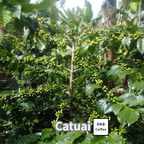 コーヒーの木の種子 カツアイ品種 10粒