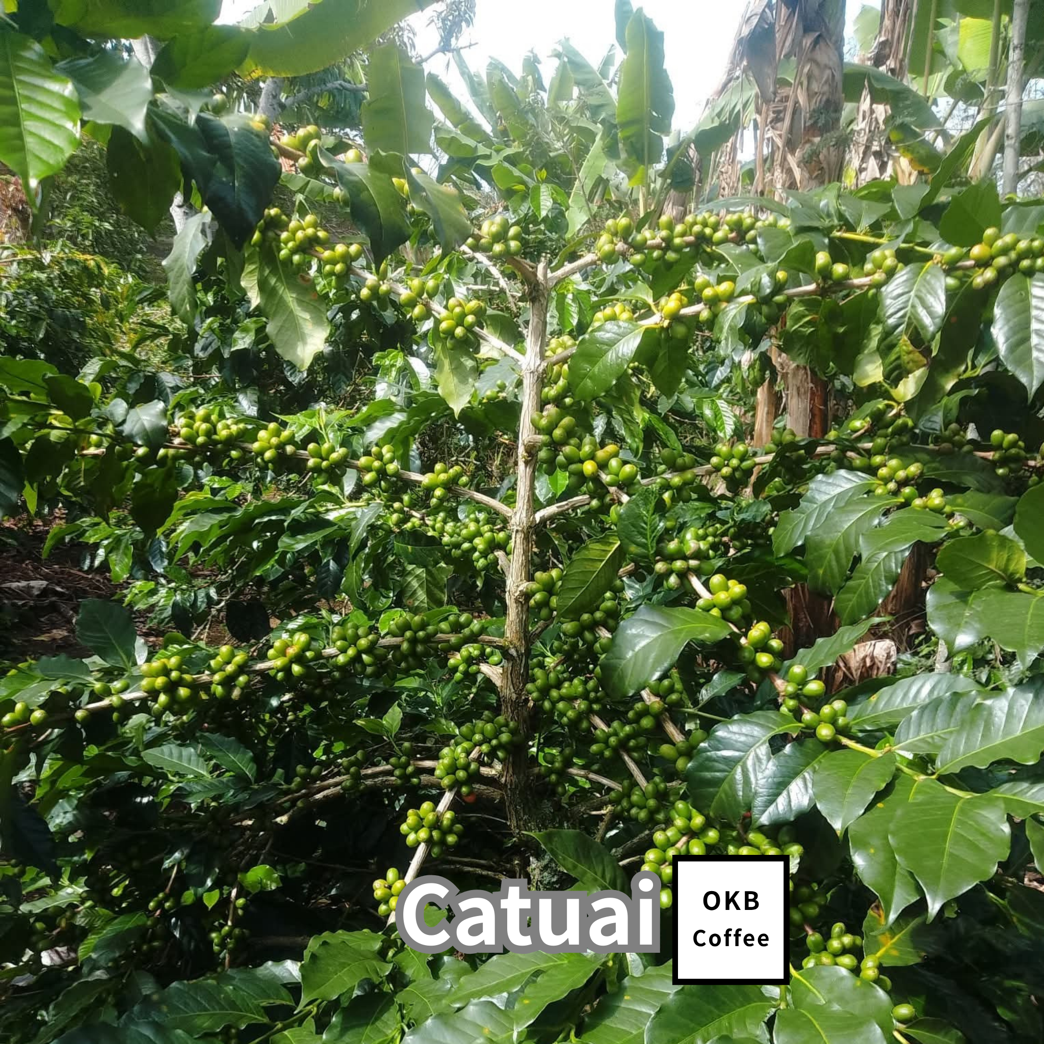 コーヒーの木の種子 カツアイ品種 10粒