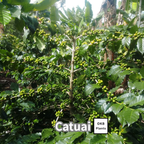 カツアイ品種 コーヒーの木の種子 10粒