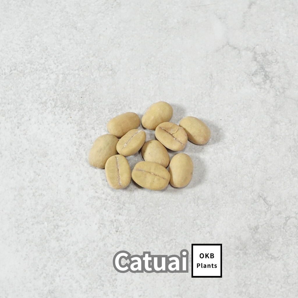 カツアイ品種 コーヒーの木の種子 10粒