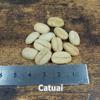 コーヒーの木の種子 カツアイ品種 10粒