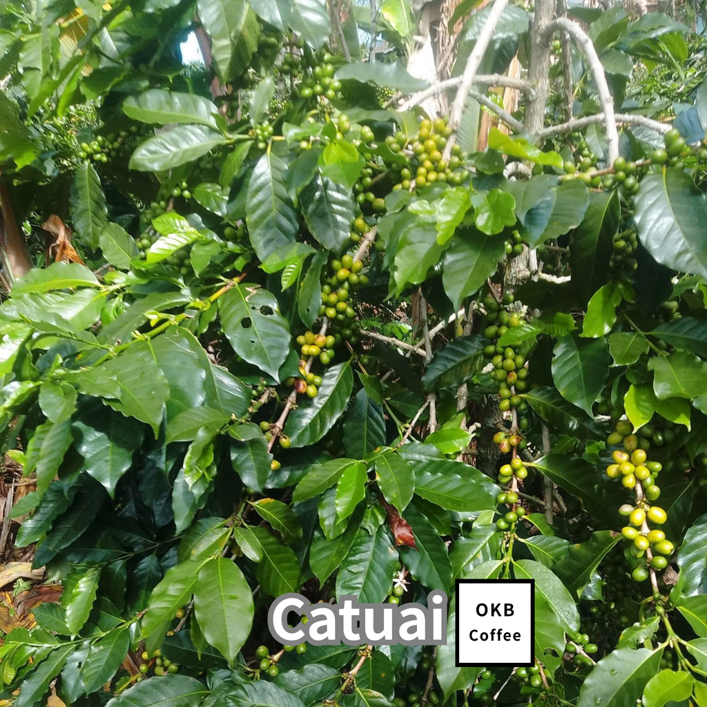 【送料無料】コーヒーの木栽培キット 種子5粒入り