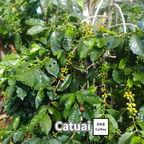 【送料無料】コーヒーの木栽培キット 種子5粒入り