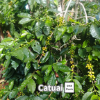 カツアイ品種 コーヒーの木の種子 10粒