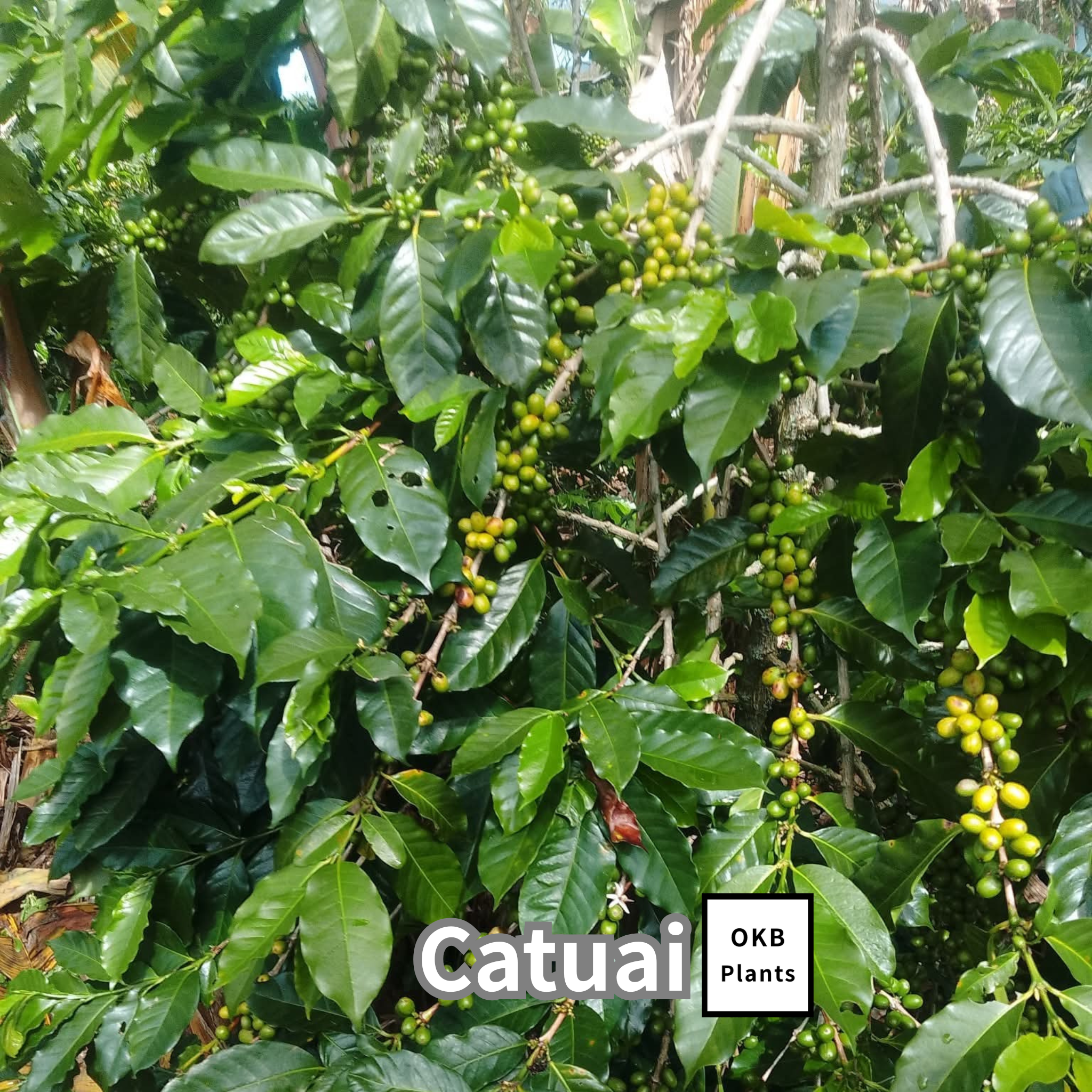 カツアイ品種 コーヒーの木の種子 10粒