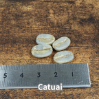 コーヒーの木の種子 カツアイ品種 10粒