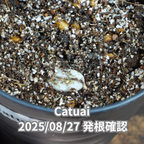 コーヒーの木の種子 カツアイ品種 10粒