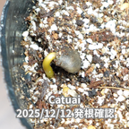 カツアイ品種 コーヒーの木の種子 10粒