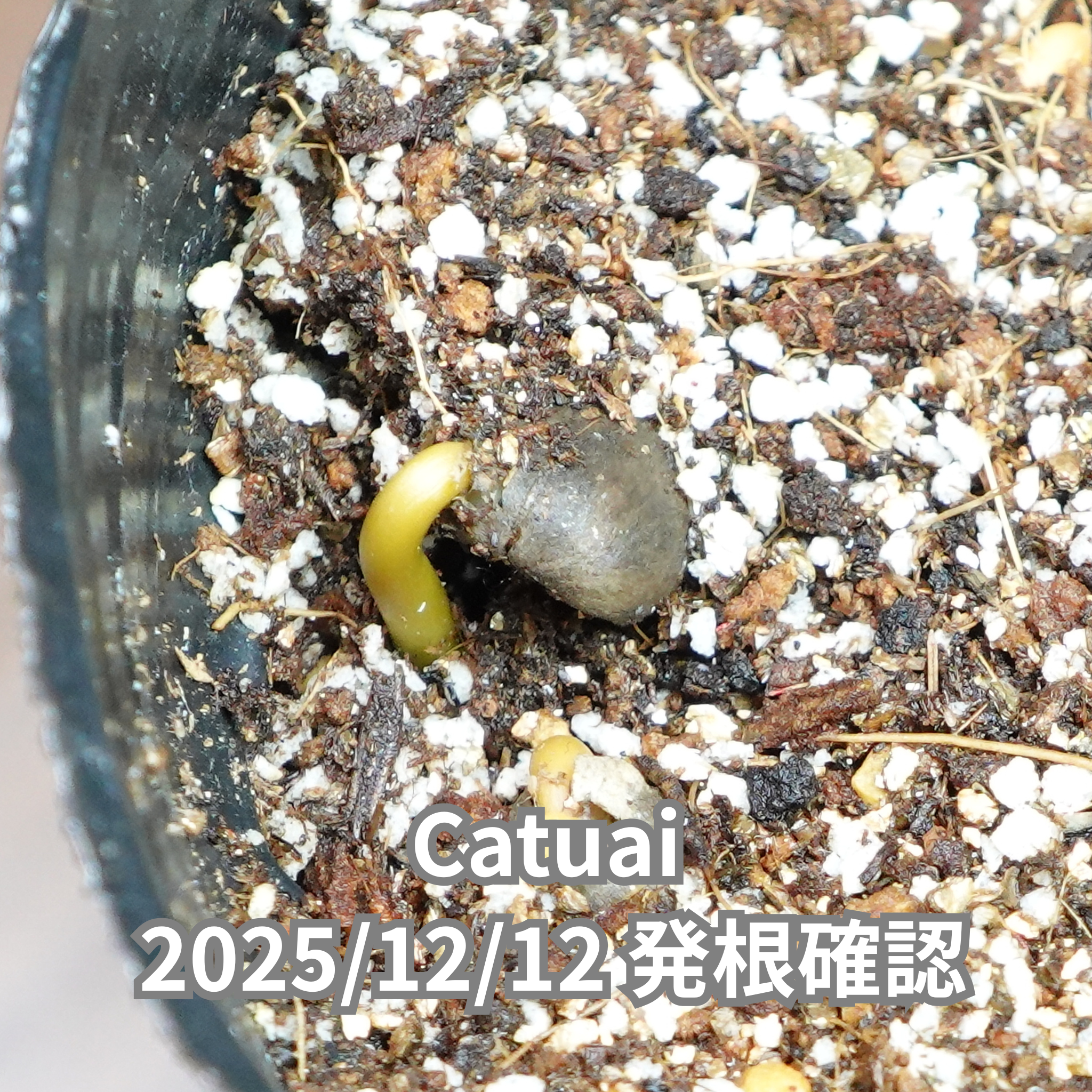 カツアイ品種 コーヒーの木の種子 10粒