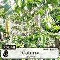 カツーラ(caturra)の木
