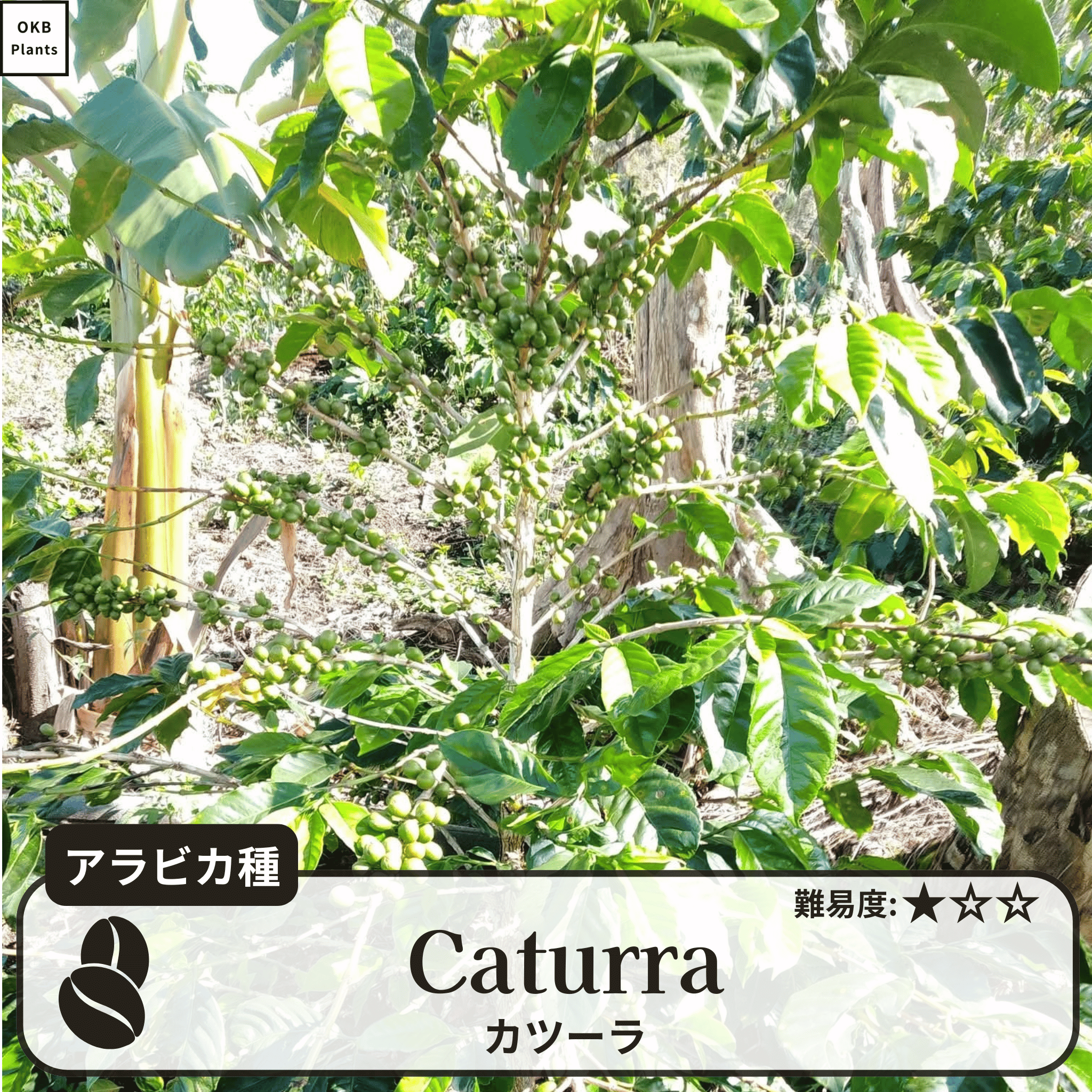 カツーラ(caturra)の木