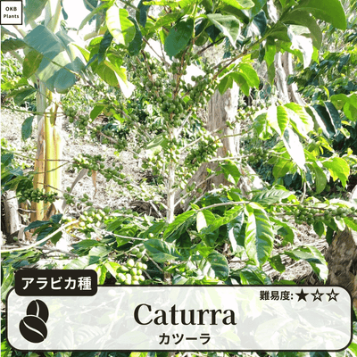 カツーラ品種 コーヒーの木の種子 10粒