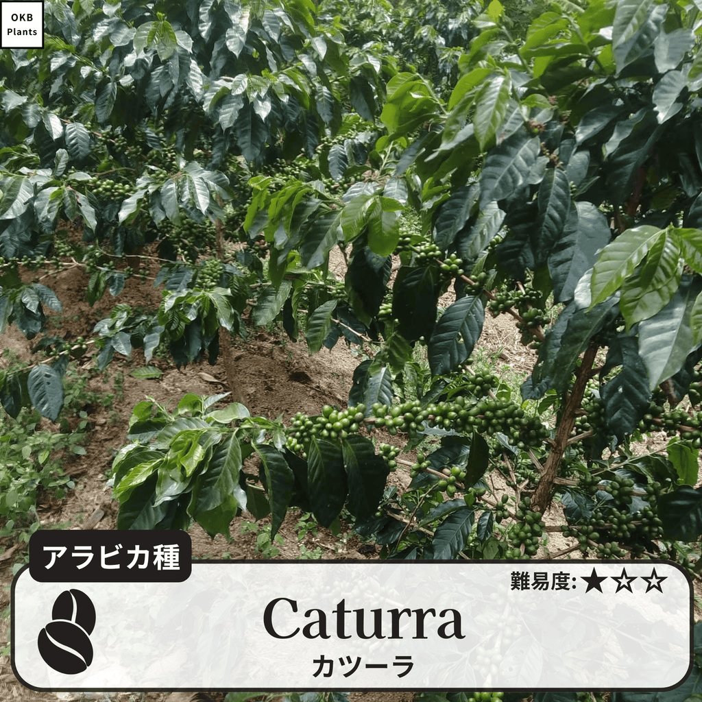 カツーラ(caturra)の木