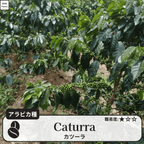 カツーラ(caturra)の木