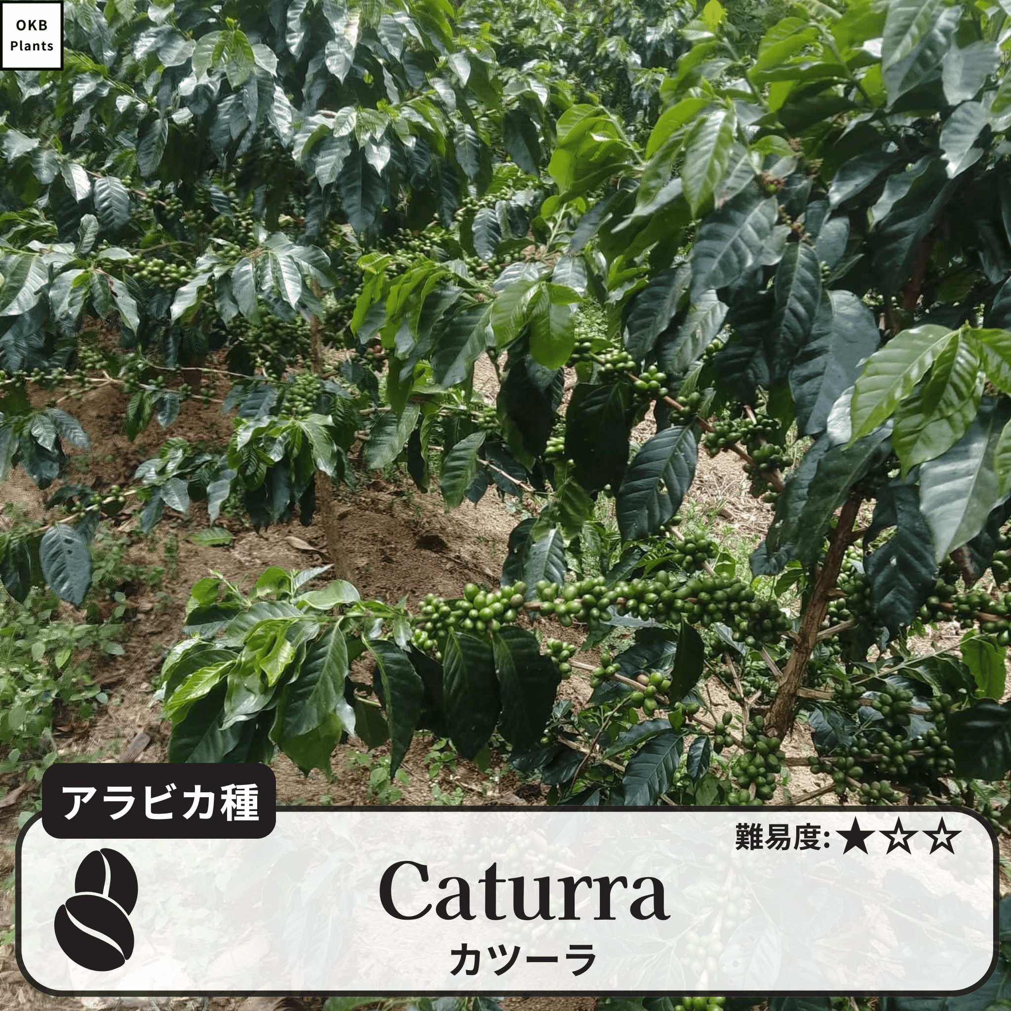 カツーラ(caturra)の木