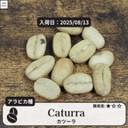 カツーラ(caturra)の種子