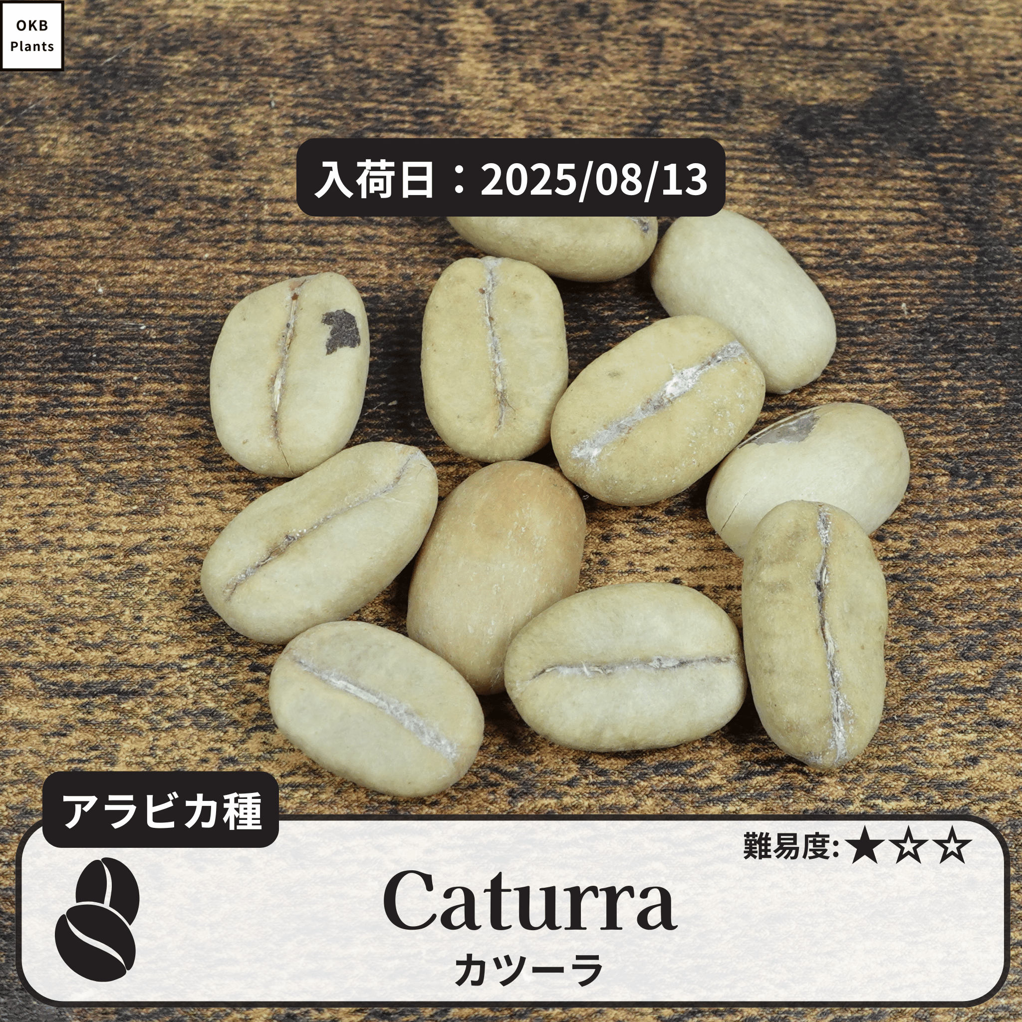 カツーラ(caturra)の種子