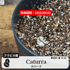 カツーラ(caturra)の発根確認